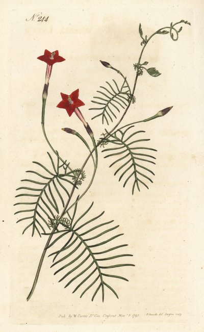 Zypressenwinde, Ipomoea quamoclit von Sydenham Teast Edwards