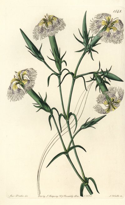 Libanon-Nelke (gefährdete Art) - Libanon-Pink, Dianthus libanotis. Gefährdete Art. Handkolorierter Kupferstich von S. Watts nach einer Illustration von Miss Sarah Drake aus Sydenham Edwards