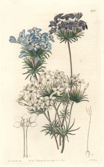 Leptosiphon androsace, aus Kalifornien, aus dem Botanischen Register von Sydenham Teast Edwards