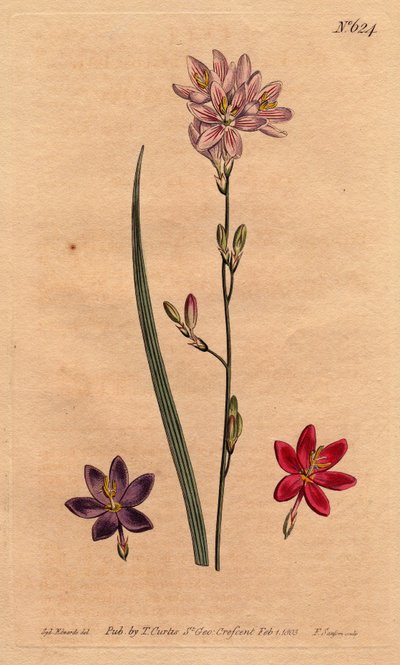 Lilien (Lilien) der Bles, mit Beispielen verschiedener Farben: Rosa, Lila, Scharlachrot. Flexuose Ixia mit Farbvarianten: Rosa, Lila und Scharlachrot. Ixia flexuosa. Handkolorierte Kupferstichgravur aus einer botanischen Illustration von Sydenham Edwards von Sydenham Teast Edwards
