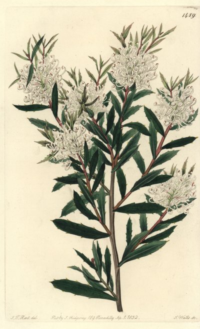 Linienblättrige Hakea, Hakea linearis von Sydenham Teast Edwards