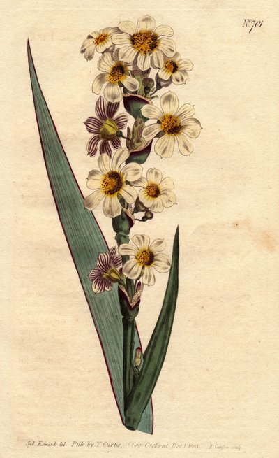 Marica striata von Sydenham Teast Edwards