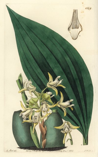 Maxillaria palmifolia Orchidee von Sydenham Teast Edwards