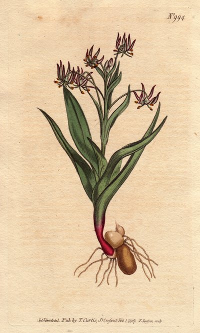 Verzweigtes Melanthium mit vielen kleinen lila Blüten, Zwiebeln und Wurzeln von Sydenham Teast Edwards