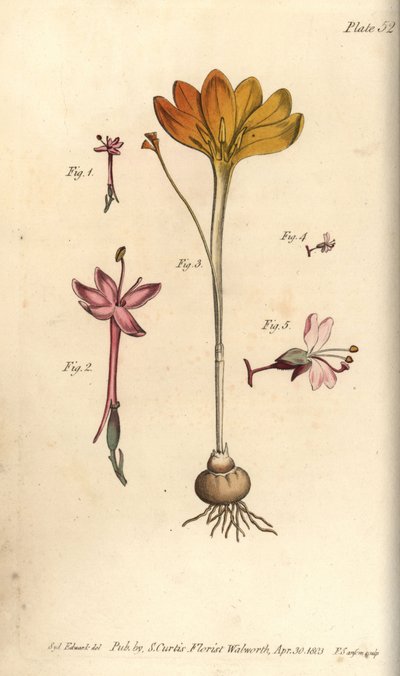 Monandria, Goldtuch, Crocus angustifolius und Hexenkraut von Sydenham Teast Edwards