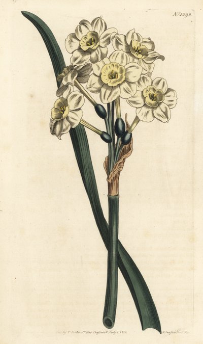 Narzisse ein Strauß - Büschelblütige Narzisse, Narcissus tazetta (Blassbecherige weiße Gartennarzisse; Narcissus orientalis) - Handkolorierte Kupferstichgravur von F. Sansom Jr. nach einer Illustration von Sydenham Edwards aus William Curtis