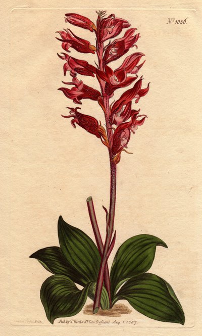 Neottie-Orchidee mit Frostblüte, rosa und purpurfarben, heimisch in Jamaika (Kupferstich) von Sydenham Teast Edwards