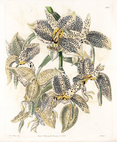 Orchidee: Stanhopea-Varietät, neotropisch - Platte graviert von S. Watts, nach einer Illustration von Sarah Anne Drake (1803-1857), aus dem Botanical Register von Sydenham Edwards (1768-1819), England von Sydenham Teast Edwards