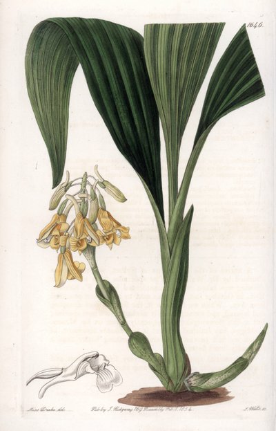 Orchidee: Calanth-Varietät mit gelben Blüten (Stich von S. Watts, Illustration von Sarah Anne Drake) von Sydenham Teast Edwards
