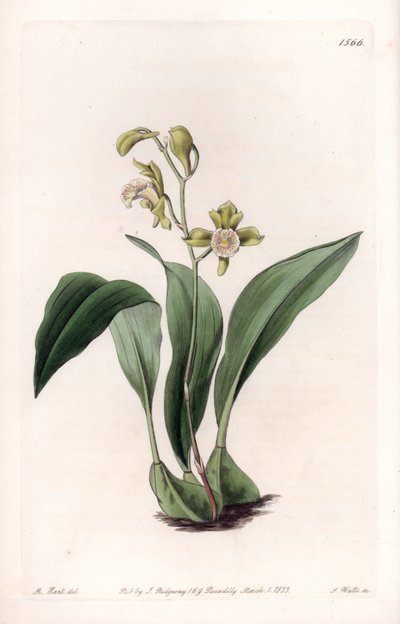 Orchidee: Maxillaria in Büscheln von Sydenham Teast Edwards