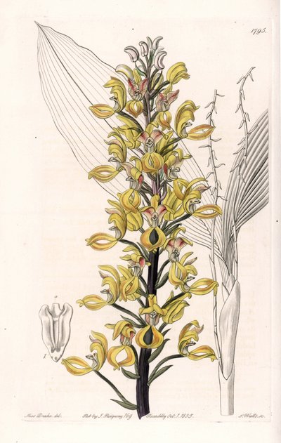 Orchidee: Varietät der Govenia - Platte graviert von S. Watts, nach einer Illustration von Sarah Anne Drake (1803-1857), aus dem Botanical Register von Sydenham Edwards (1768-1819), England von Sydenham Teast Edwards