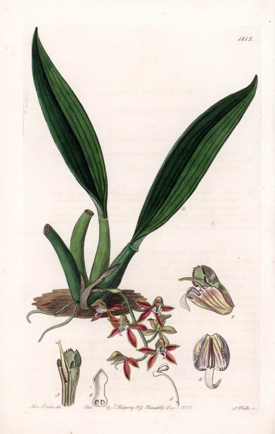 Orchidee: Varietät der Macradenia, heimisch in Guiana von Sydenham Teast Edwards