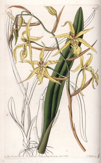 Orchidee: Varietät der Miltonia oder Milt - Tafel graviert von S. Watts, nach einer Illustration von Sarah Anne Drake (1803-1857), aus dem Botanical Register von Sydenham Edwards (1768-1819), England von Sydenham Teast Edwards