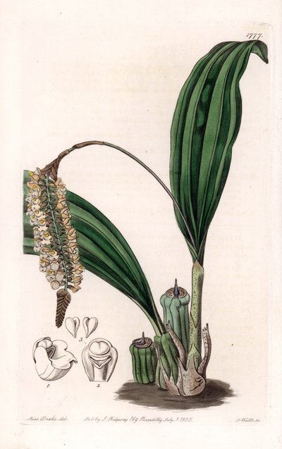 Orchidee: Varietät der Pholidota, heimisch in Asien - Platte graviert von S. Watts, nach einer Illustration von Sarah Anne Drake (1803-1857), aus dem Botanical Register von Sydenham Edwards (1768-1819), England von Sydenham Teast Edwards