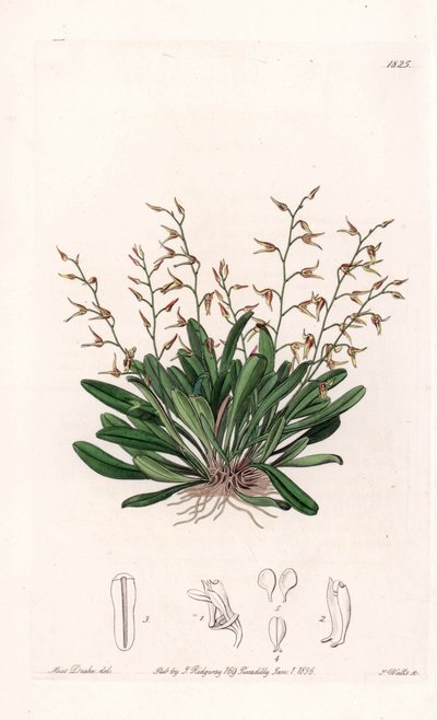 Orchidee: Sorte von Epidendre - Platte graviert von S. Watts, nach einer Illustration von Sarah Anne Drake (1803-1857), aus dem Botanischen Register von Sydenham Edwards (1768-1819), England von Sydenham Teast Edwards