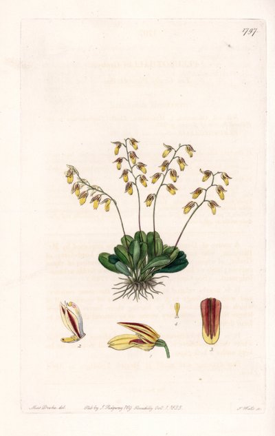 Orchidee: Varietät des Epidendrum von Sydenham Teast Edwards