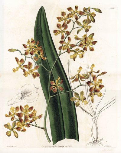 Orchidee: Varietät des Epidendrum - Tafel graviert von S. Watts, nach einer Illustration von Sarah Anne Drake (1803-1857), aus dem Botanical Register von Sydenham Edwards (1768-1819), England von Sydenham Teast Edwards