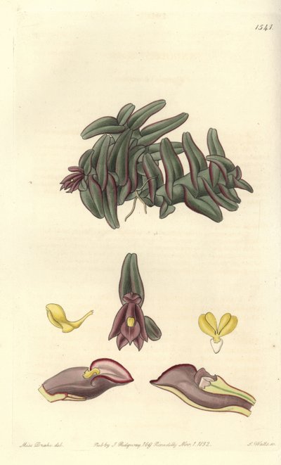 Orchidee Epidendrum aus Mittelamerika von Sydenham Teast Edwards