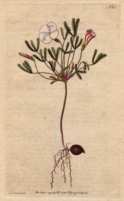 Gestreifter Sauerklee mit rosa-weiß gestreiften Blüten, heimisch in Afrika, Oxalis versicolor von Sydenham Teast Edwards