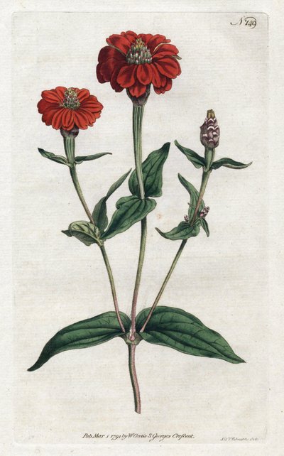 Peruanische Zinnie oder Bresine - Lithographie von Sydenham Edwards (1768-1819), aus dem Botanical Magazine von William Curtis (1746-1799) von Sydenham Teast Edwards