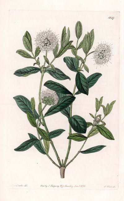 Pimelea Variete - Platte graviert von S. Watts, nach einer Illustration von Sarah Anne Drake (1803-1857), aus dem Botanischen Register von Sydenham Edwards (1768-1819), England von Sydenham Teast Edwards