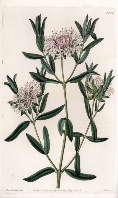 Pimelea sylvestris von Sydenham Teast Edwards