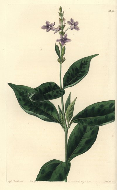 Immerblühendes Eranthemum, Pseuderanthemum faecundum von Sydenham Teast Edwards