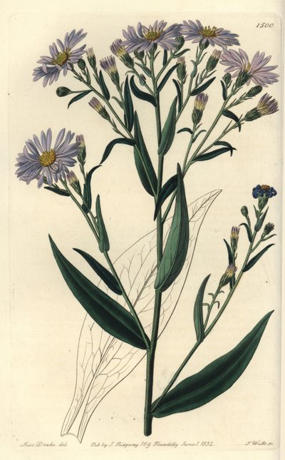 Glattblättrige Aster, Symphyotrichum laeve von Sydenham Teast Edwards