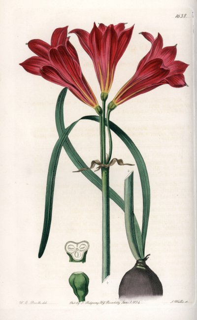 Rodophiale bifida von Sydenham Teast Edwards