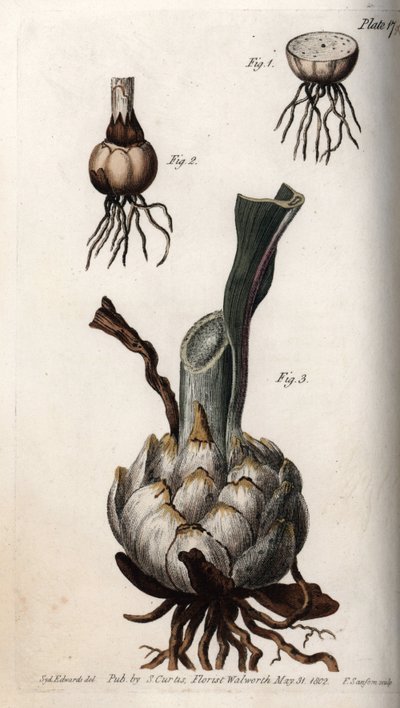 Wurzel und Zwiebel der Lilien. Farbiger Kupferstich, Illustration von Sydenham Edwards (1768-1819) für Konferenzen der Botanik, Botanischer Garten von Lambeth (England) von Sydenham Teast Edwards