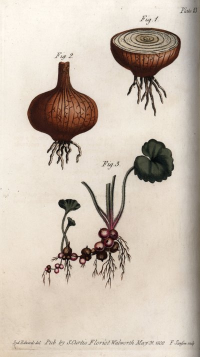 Wurzeln und Zwiebeln von Zwiebel und Steinbrech (Kupferstich) von Sydenham Teast Edwards