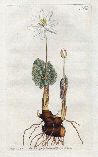 Sanguinaire du Canada (Lithographie von Sydenham Edwards) von Sydenham Teast Edwards