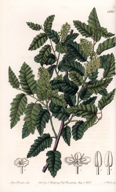 Schinus latifolia von Sydenham Teast Edwards