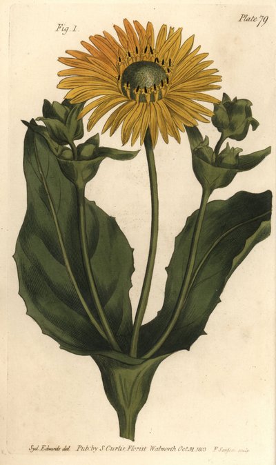 Silphium oder Harzblatt, Silphium asteriscus von Sydenham Teast Edwards