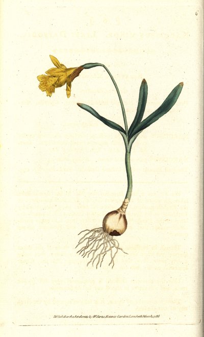 Kleine Narzisse (Kupferstich) von Sydenham Teast Edwards