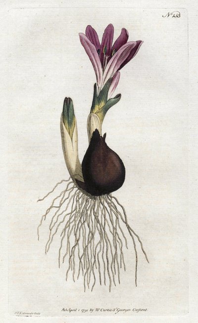 Frühlings-Bulbocode oder Campanette von Sydenham Teast Edwards