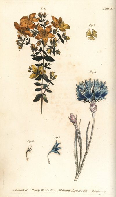 Johanniskraut, Hypericum perforatum von Sydenham Teast Edwards