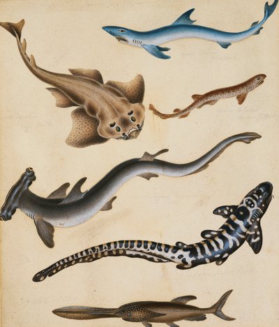Studien von Fischen einschließlich Hai, Hecht, Karpfen und Brasse von Sydenham Teast Edwards