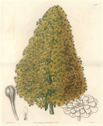 Sukkulente Pflanze, Blume von Aenium, aus den Kanarischen Inseln, aus dem Botanischen Register von Sydenham Teast Edwards