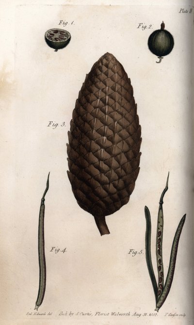 Fruchtkapsel der Stachelbeere, Frucht der Schottischen Kiefer und Klee (Kupferstich) von Sydenham Teast Edwards
