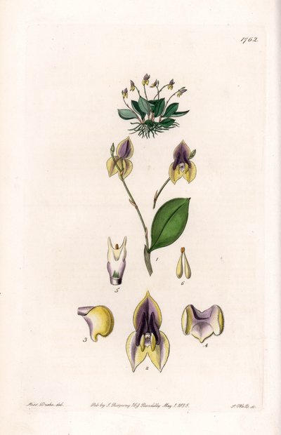 Dreizähnige Lepanthe - Platte graviert von S. Watts, nach einer Illustration von Sarah Anne Drake (1803-1857), aus dem Botanical Register von Sydenham Edwards (1768-1819), England von Sydenham Teast Edwards
