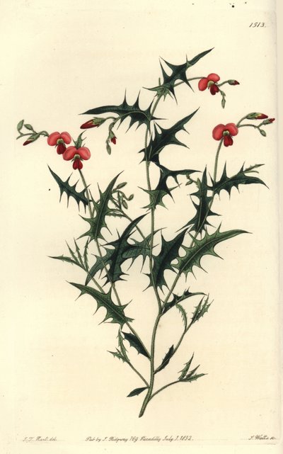 Dreieckiges Chorozema, Chorozema triangulare von Sydenham Teast Edwards
