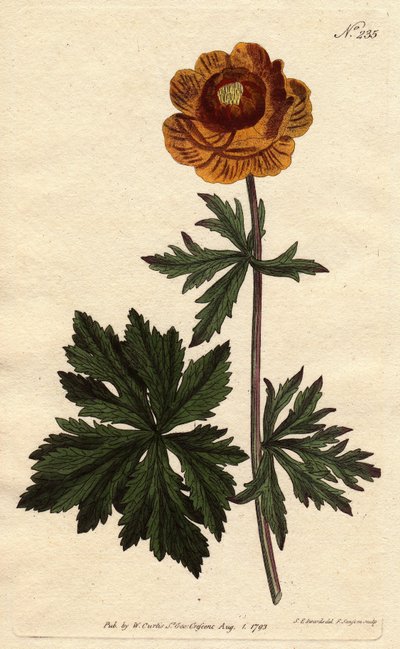 Asiatische Trollblume mit tiefgelber Blüte, Trollius asiaticus von Sydenham Teast Edwards
