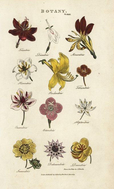 Blumentypen: Triandria, Diandria, Haskatria, Pendandria, Tetrandria, etc. von Sydenham Teast Edwards