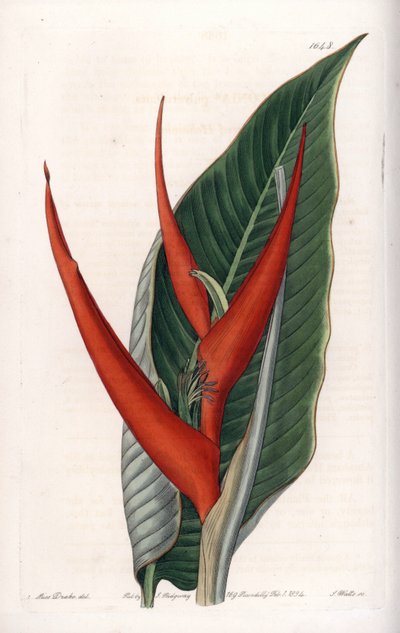 Helikonien-Varietät (Stich von S. Watts, Illustration von Sarah Anne Drake) von Sydenham Teast Edwards