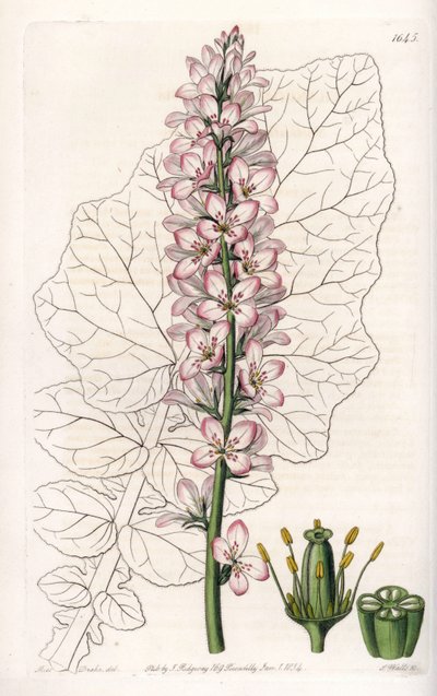 Francoa mit Milchblättern von Sydenham Teast Edwards