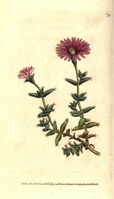 Varietät der Ficoid - Mesembryanthemum barbarum von Sydenham Teast Edwards