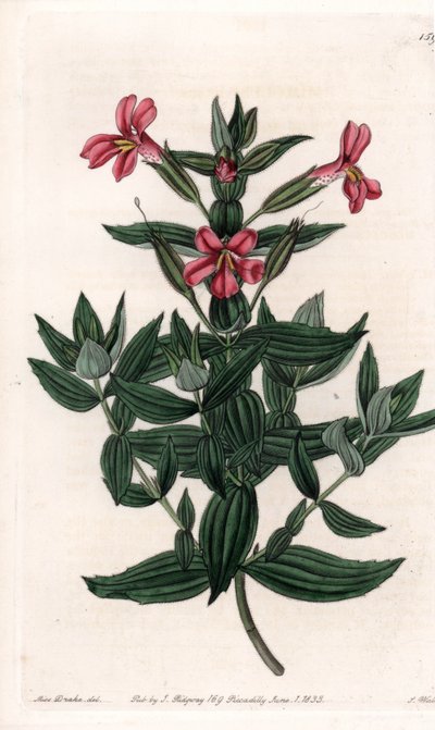 Verschiedene Mimulus (Affen- oder Moschusblume) - Gravierte Tafel von S. Watts, nach einer Illustration von Sarah Anne Drake (1803-1857), aus dem Botanical Register von Sydenham Edwards (1768-1819), England von Sydenham Teast Edwards