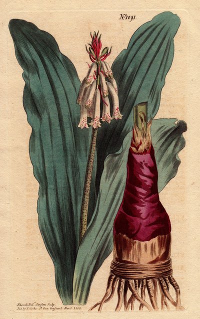 Veltheimia mit glaukem Blatt, eine schöne Lilie aus dem Kap der Guten Hoffnung (Südafrika). Veltheimia glauca. Handkolorierter Kupferstich nach einer botanischen Illustration von Sydenham Teast Edwards