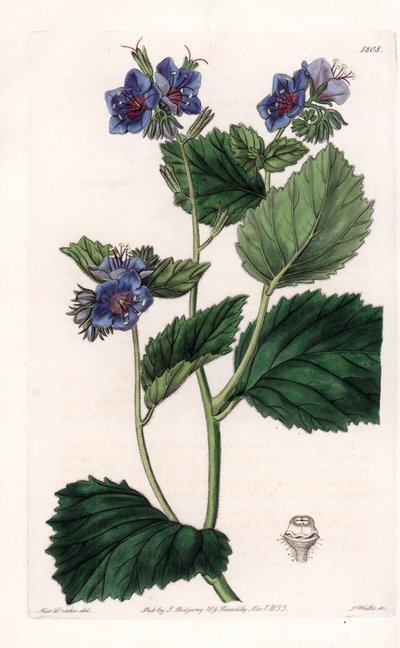 Viscous Phacelia - Platte graviert von S. Watts, nach einer Illustration von Sarah Anne Drake (1803-1857), aus dem Botanical Register von Sydenham Edwards (1768-1819), England von Sydenham Teast Edwards